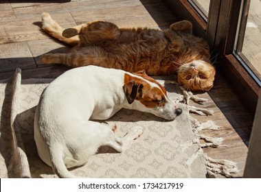 Jack Russell Terrier dog and Scottish short hair cat relax together on a floor