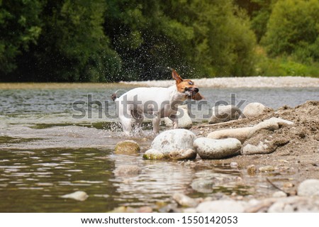 Similar – A white dog shakes water out of its fur at a lake.