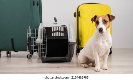 Jack Russell Terrier Dog Sits By Suitcases And Travel Box. Ready For Vacation.