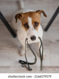 Jack Russell Terrier dog sits under the table with a leash in his teeth and calls the owner for a walk. 