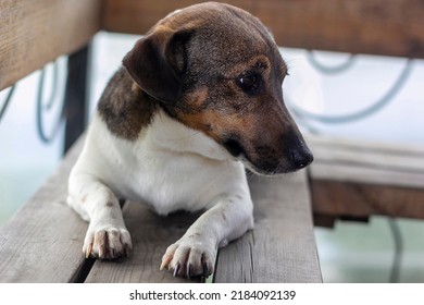 Jack Russell Terrier Dog Sits On A Wooden Bench With His Head Turned