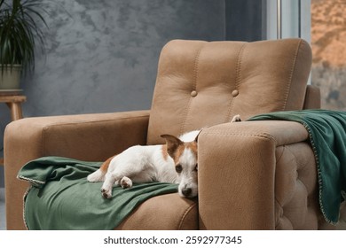 Jack Russell Terrier dog sits relaxed on an armchair indoors, with its gaze directed towards the window.