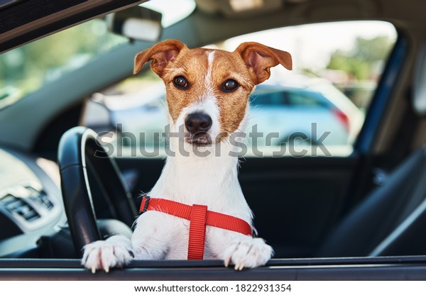 Jack russell terrier dog sits in the car on\
driver sit. Dog looking out of car\
window
