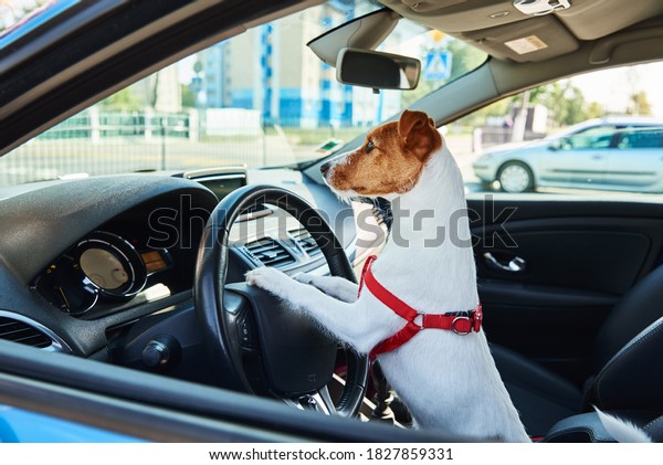 Jack russell terrier dog sits in the car on driver\
sit. Trip with a dog