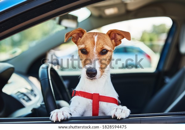 Jack russell terrier dog sits in the car on driver\
sit. Trip with a dog
