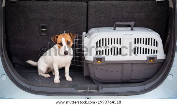 Jack russell terrier dog sits in a\
travel box in the trunk of a car. Traveling with a\
pet