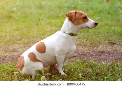 Jack Russell Terrier Dog Sitting On The Grass, Side View