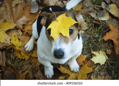 Jack Russell Terrier Dog Sitting On The Grass With Maple Leaf On His Head, Overhead View.
Fall And Dog. Autumn Season. Dog And Leaf. Fallen Leaves And Dog.