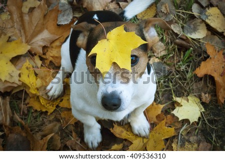 Similar – Funny dog with big yellow leaf on head