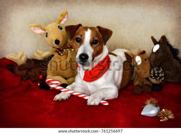 Jack Russell Terrier Dog Sitting Down Stock Photo Edit Now