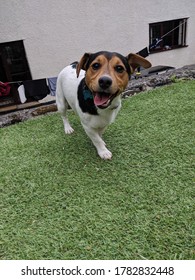 Jack Russell Terrier Dog Smiling With A Goofy Face.