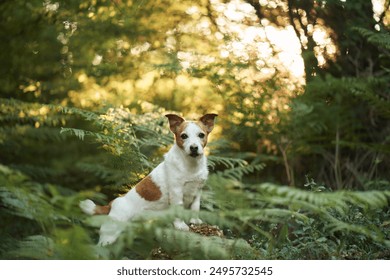 A Jack Russell Terrier dog stands on a tree stump surrounded by lush green ferns in a forest, looking directly at the camera - Powered by Shutterstock