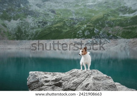A Jack Russell Terrier dog stands alert on a rock overlooking a serene mountain lake. The vigilant canine surveys the tranquil highland waterscape