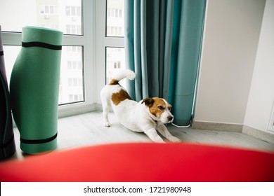 Jack Russell terrier dog stretching in modern apartment next to the window