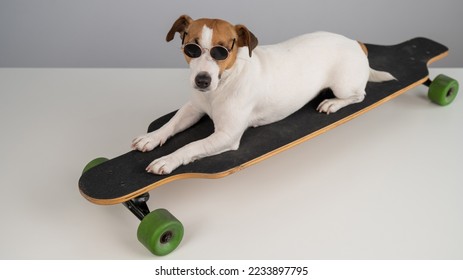 Jack russell terrier dog in sunglasses rides a longboard on a white background. 