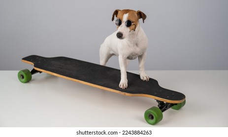 Jack russell terrier dog in sunglasses rides a longboard on a white background. 