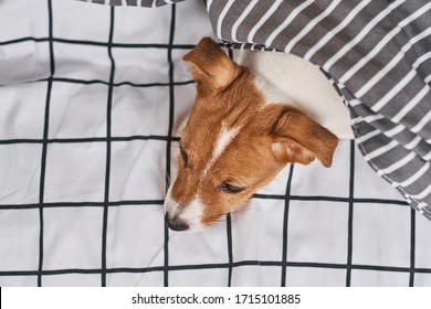 Jack Russell Terrier Dog Under Blanket In Bed, Top View