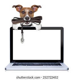 jack russell terrier dog waiting to go for a walk with owner, leather leash in mouth, behind pc computer screen , isolated on white background