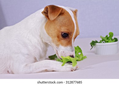 Jack Russell Terrier Eating Salad Veganism Stock Photo 312877685 ...