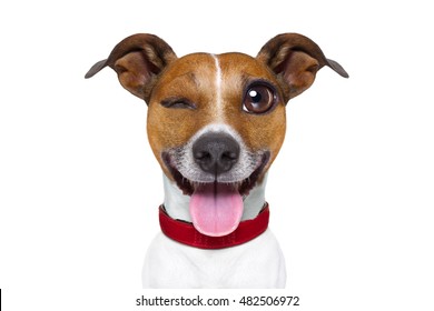 Jack Russell Terrier Emoticon Or Emoji Dog Funny Silly Crazy And Dumb Sticking Out The Tongue, Isolated On White Background