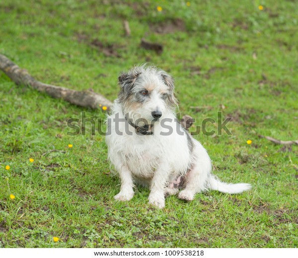 Jack Russell Terrier Field On Farm Stock Photo Edit Now 1009538218