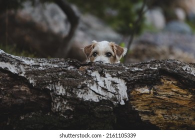 Jack Russell Terrier hiding behind a fallen tree