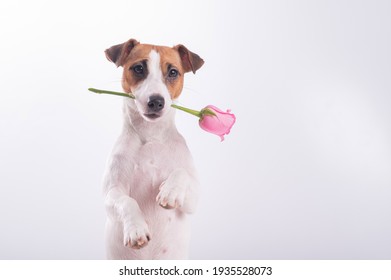 Jack Russell Terrier holds flowers in his mouth on a white background. A dog gives a romantic gift on a date