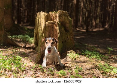 犬 穴掘り の画像 写真素材 ベクター画像 Shutterstock