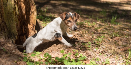 Jack Russell Terrier hound in the forrest. Hunting dog is looking out of a burrow