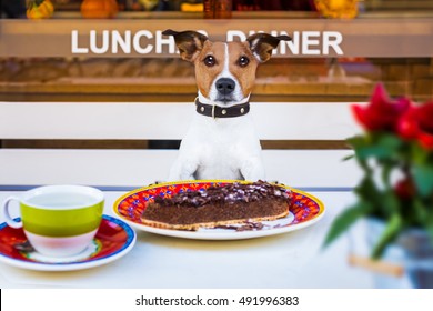 Jack Russell Terrier  Hungry Dog Eating A Chocolate Cake In Restaurant Table With A Cup Of Tea