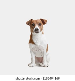 Jack Russell Terrier, Isolated On White At Studio