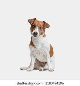 Jack Russell Terrier, isolated on white at studio - Shutterstock ID 1183494196