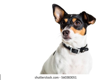 Jack Russell Terrier, Isolated On White