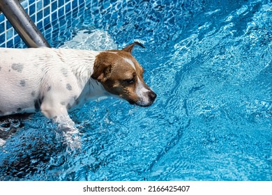 Jack Russell Terrier Jumping Into The Pool. White Dog Swims In The Pool. The Puppy Bathes, Escaping From The Summer Heat. The Dog Loves To Swim And Enjoys Spending Time In The Water.