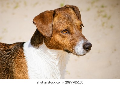 Jack Russell Terrier Looks Into The Distance, Close-up. Clever And Faithful Dog Look, Portrait. Expressive Dog Eyes. Wet Dog Face.