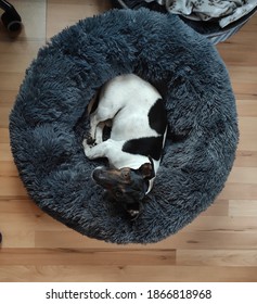 jack russell terrier lying down in a round fluffy bed