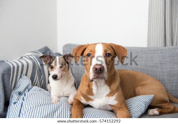 Jack Russell Terrier Mix Senior Dog Royalty Free Stock Image