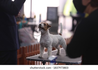 Jack Russell Terrier On A Dog Show, Examined By Judge On The Table