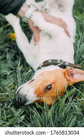 Jack Russell Terrier On The Green Grass. The Dog Is Lying On Its Back. They Scratch The Dog's Belly.