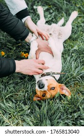 Jack Russell Terrier On The Green Grass. The Dog Is Lying On Its Back. They Scratch The Dog's Belly.