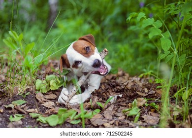 jack russell terrier on his walk - Shutterstock ID 712502245