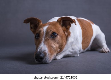 Jack Russell terrier on a photoshot 