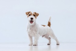 Jack Russell Terrier On A White Background