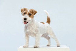 Jack Russell Terrier On A White Background