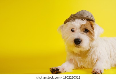 Jack Russell Terrier On Yellow Background In A Hat V2