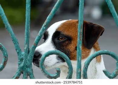 a Jack Russell Terrier peering through the bars of a cage, its expression reflecting sadness and longing. The dogs eyes convey a sense of yearning. - Powered by Shutterstock