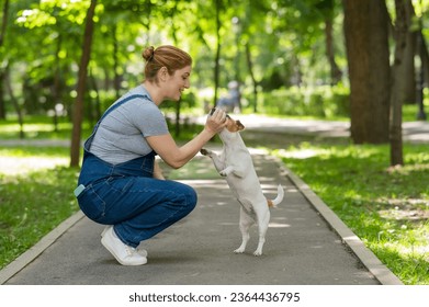 Jack Russell Terrier performs command for the owner.  - Shutterstock ID 2364436795