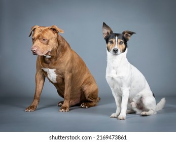 1,685 Muscle pitbull Images, Stock Photos & Vectors | Shutterstock