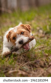 Jack Russell Terrier is playing with stick - Shutterstock ID 1961181094