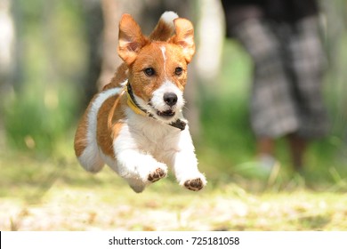 Jack Russell Terrier Playing With Toy